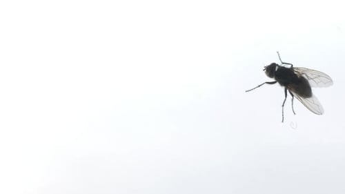 Fliegenkriechen auf dreckigem Fenster. Makroaufnahmen mit krabbelnden Insekten auf Glasoberfläche.