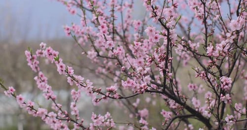 Branches of Blossoms Blooming in Spring Season