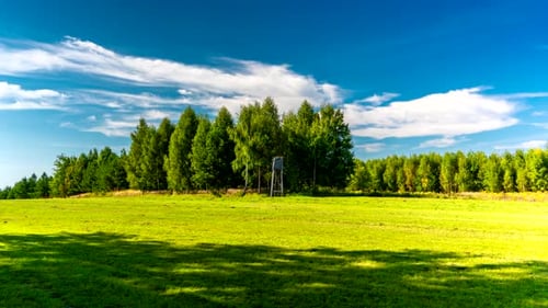 Forest meadow.