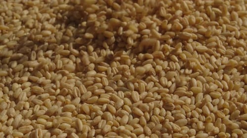 Falling Wheat Grains Accumulate Macro Shot