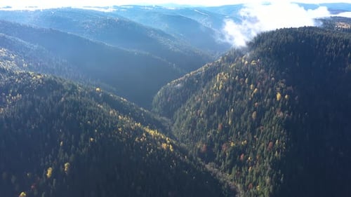 Flying Above the Canopy of Virgin Pine Tree Forest, Romania