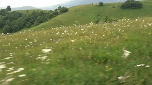 Scenic View of Flowered Meadow with Rolling Hills