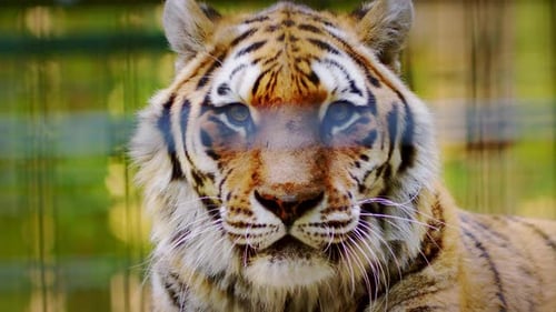 Tiger Portrait Stares Out Behind Bars
