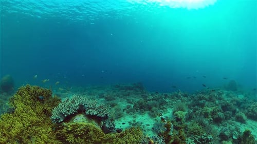 The Underwater World of a Coral Reef