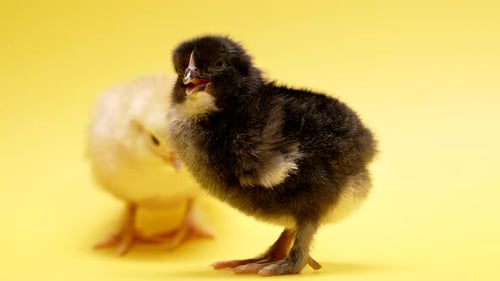 Fluffy Black Baby Chick Chirping on Yellow Background