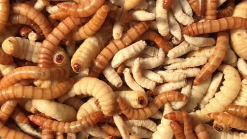 Mealworms and maggots full screen and close up, live food for birds and fish