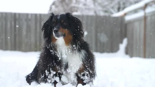 Dog Covered in Snow Sitting Calmly