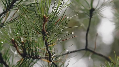 Coniferous Tree with Small Rain Drops in Summer Forest