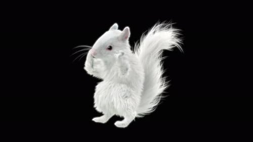 Squirrel