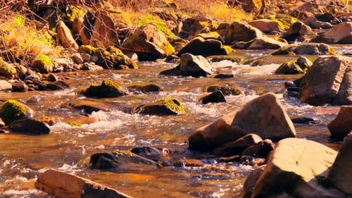 Arroyo a lo largo del bosque amarillo