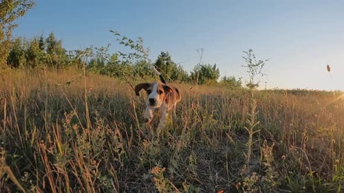 Beagle Puppy Running Through Tall Grass at Sunset