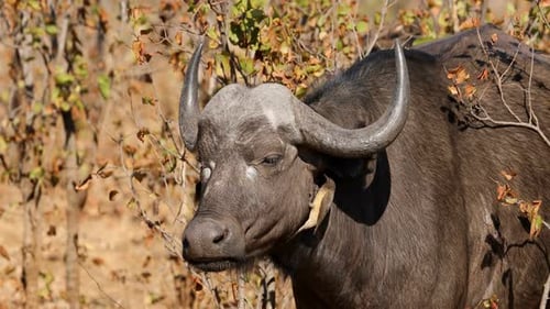 Buffle d'Afrique avec oiseau Oxpecker