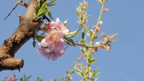 Prunus persica Baum blüht vor blauem Himmel 4K 3840X2160 UltraHD-Aufnahmen - Pfirsichbaumzweig wi
