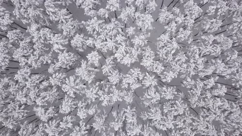 Winter Landscape, Pine Trees Covered with Snow. Aerial View
