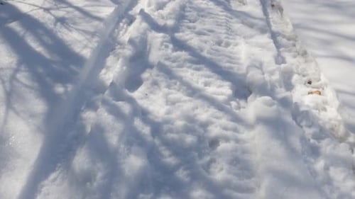 Snowy Path on a Sunny Winter Day