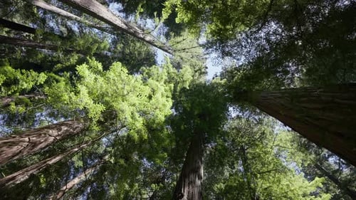Big Redwood Tree
