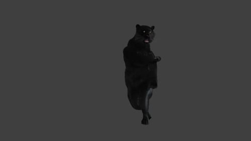 Realistic Black Panther Jumping Animation