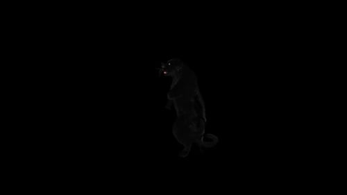 Panther Dancing HD
