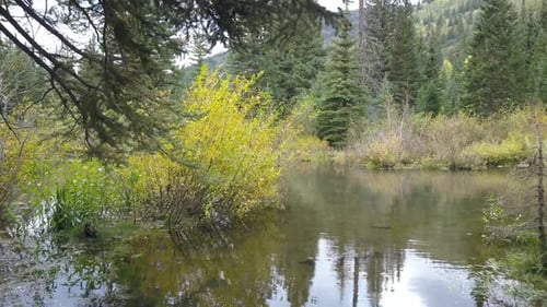 Flying through pine trees over small pond
