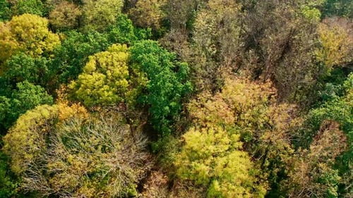 Colorful trees background. Beautiful forest in autumn in sunny day.