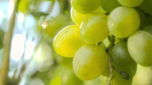 Macro Shot of Ripe Green Grapes Hanging on Grapevine Against Blue Sky