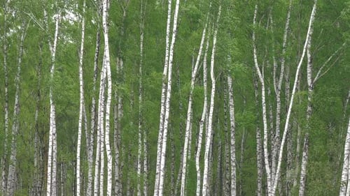 Peaceful Birch Forest with Green Leaves in Daytime