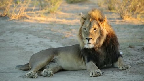 Männlicher afrikanischer Löwe im frühen Morgenlicht