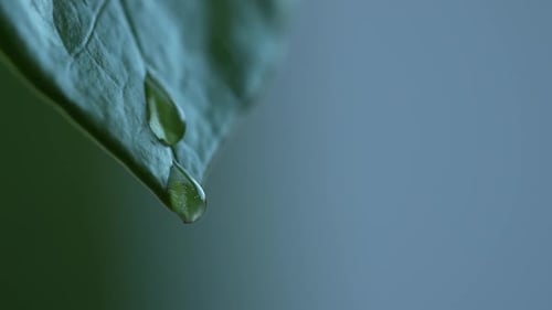 Water Droplet Hanging From Green Leaf Tip