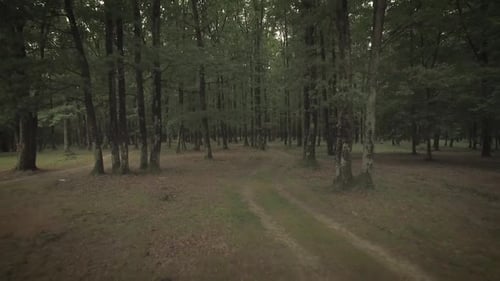 Dramatisch Wald