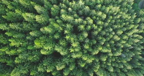 Dolly Shot and Aerial Top View of Rainforest