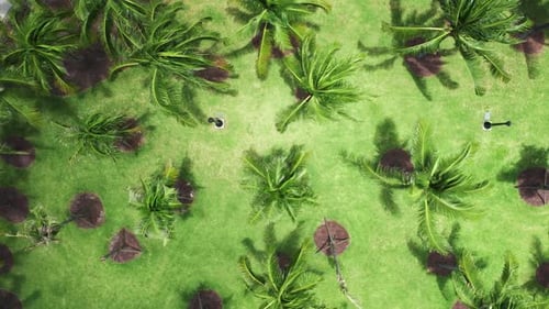 Filmmusik grüner Hintergrund mit Blick von oben nach unten auf grüne Palmen am Sommertag