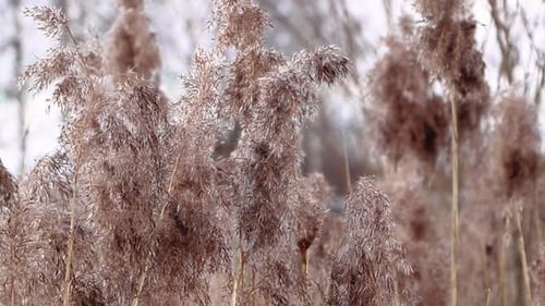Pampas Grass Swaying Gently in the Breeze