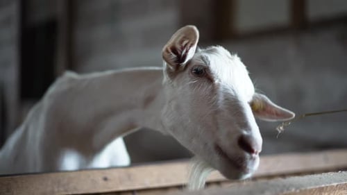 Feeding White Goat in Wooden Pen on Farm