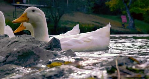 Wilde Enten
