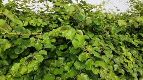 Agricultura de plantas de kiwi