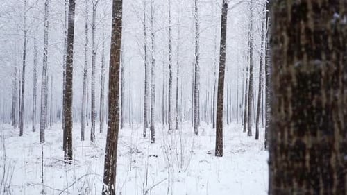 Wald im Schnee
