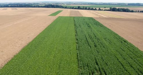 Aerial View of Green Crop in Rural Farmland