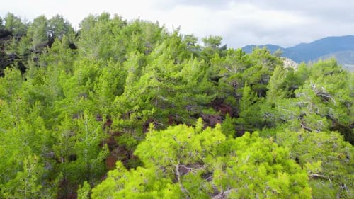 Treetops in Sunny Weather Aerial View of Coniferous Forest in Spring Green Trees on the Hill
