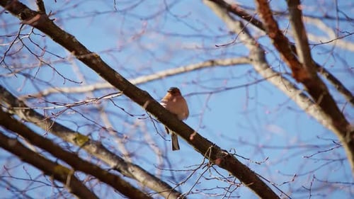 Orange small bird with thick feathers sits on a branch in beautiful spring sun. In the background ne