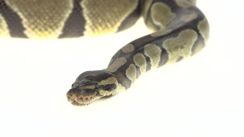 Royal Python or Python Regius on Wooden Snag in Studio Against a White Background. Close Up