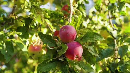 Weibliche Hände pflücken rote Äpfel vom Baum im sonnigen Obstgarten