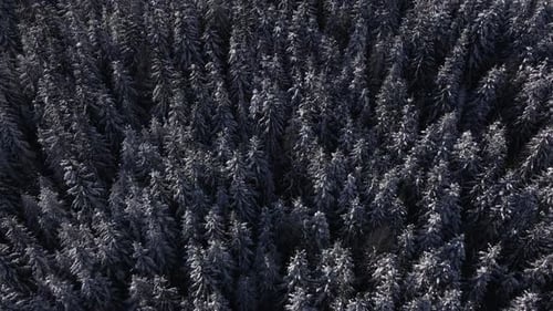 Winter Forest Snow Carpathian Top Down View on Pine Trees Aerial Drone Video