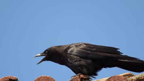 Black Crow Perched on Tiled Roof cawing