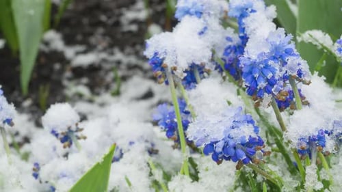 Snow Falls on Flowers in the Garden