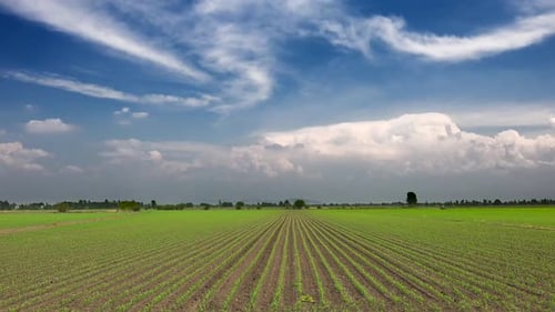 Champs de maïs frais verts et ciel nuageux mixte