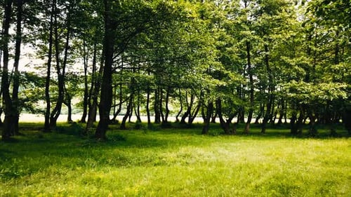 Walking on a country road in the forest, summer season.