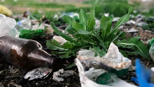 Trash Scattered Around Plant and Grass