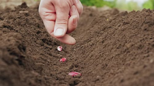 Hand Planting Seeds in Fertile Soil