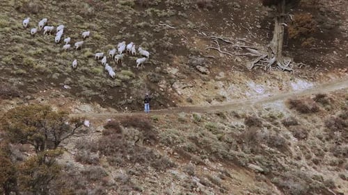 Sheep Herding on a Rural Hillside