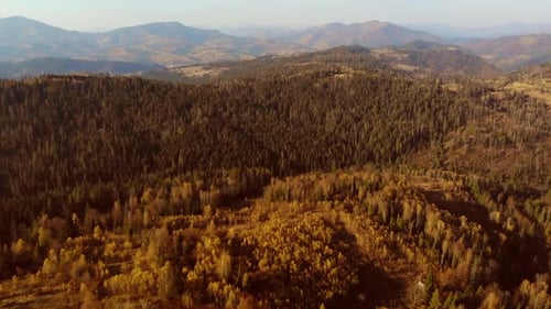 Vuelo sobre bosques de pinos, abetos y árboles caducifolios en el campo montañoso con una luz suave al atardecer.